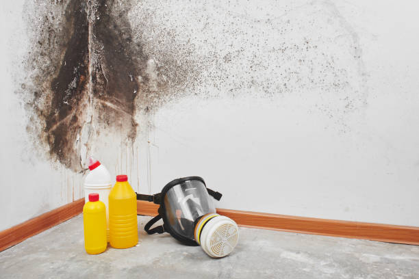 Best Post-Flood Mold Remediation in Cadiz, OH