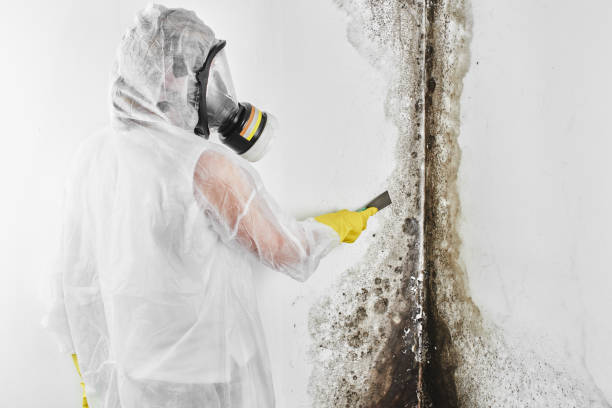 Best Commercial Mold Remediation in Cadiz, OH