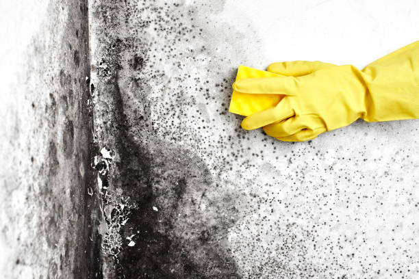 Best Residential Mold Remediation in Cadiz, OH