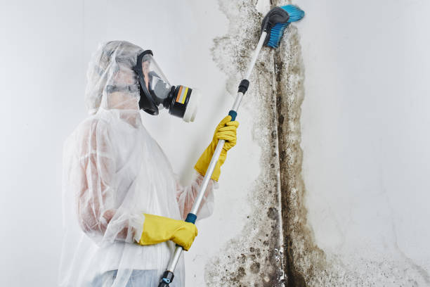Best Industrial Mold Remediation in Cadiz, OH