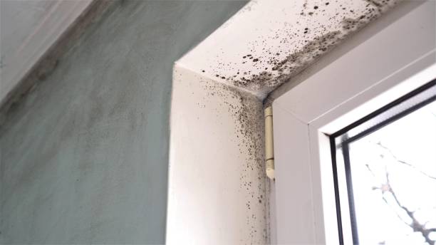 Trusted Cadiz, OH Mold Remediation Experts