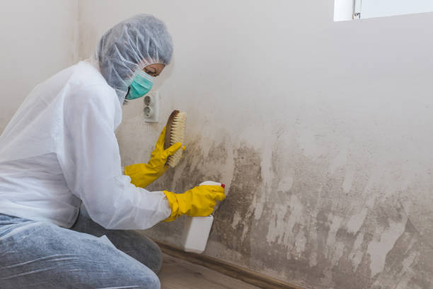 Best DIY Mold Remediation Support Services in Cadiz, OH