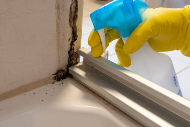 Best Localized Mold Remediation (e.g., coastal areas, humid climates) in Cadiz, OH