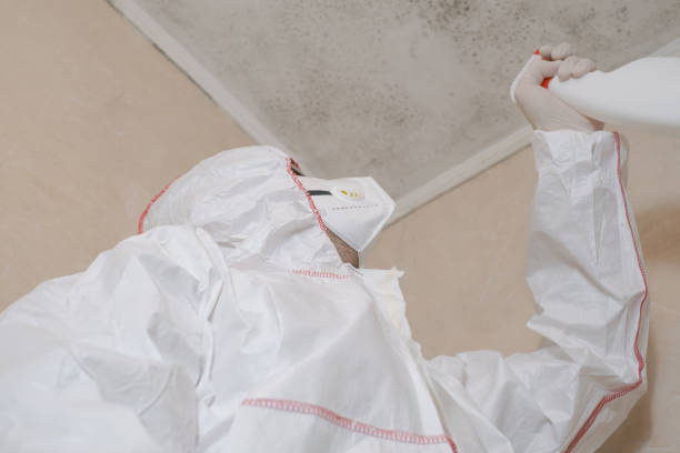 Best White Mold Remediation in Cadiz, OH